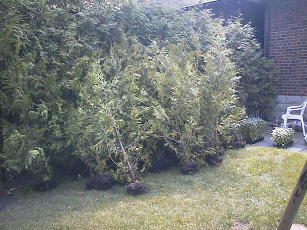 New cedars ready to be planted.