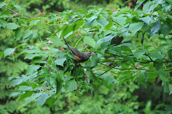 American Robin (Turdus migratorius) gobbling Alternate-leaved Dogwood (Cornus alternifolia) berries