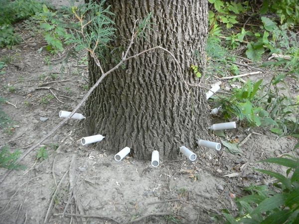 A different kind of Tree-tment. “Franken-ash” Tree inoculated with TreeAzin to kill beetle larvae of Emerald Ash Borer.