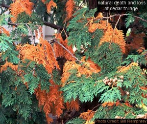 Natural death and loss of cedar foliage. Photo by Bill Remphrey.
