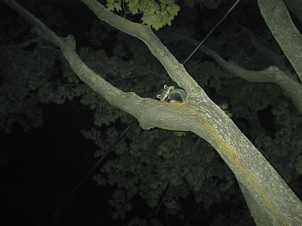 Sleep over, raccoon style. Norway maple provides habitat.