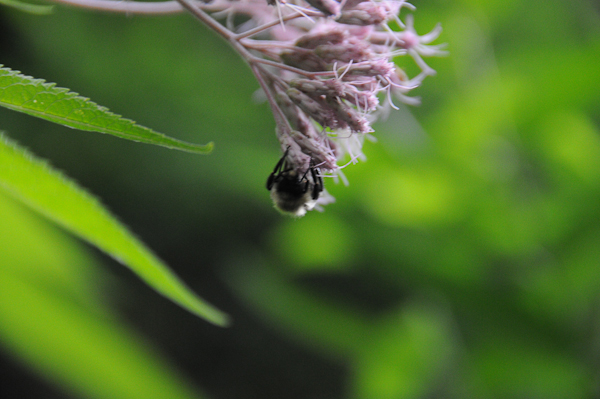 We may choose to live on the edge, but let's not marginalize our wildlife. Bumblebee on Joe-Pyeweed.