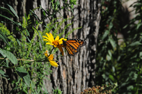 Monarch butterfly feeding on smooth oxeye.