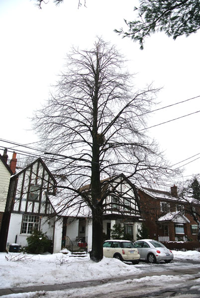 Exotic linden (Tilia chordata) displays the classic Christmas tree shape. Note: some damage at the top.
