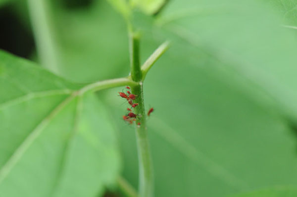 Aphid love-in on false sunflower.