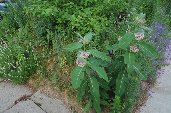 Living dangerously! Common milkweed (Asclepias syriaca) on a front corner.