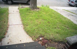 Original lawn intact. Pre-driveway widening.
