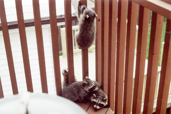 Raccoon kits take advantage of a second floor balcony to wait for mum’s return.