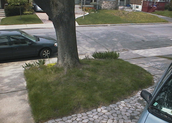 Starting with a clean slate: patch of lawn. This grinned the gardener, was the first thing to go! (May 2005)