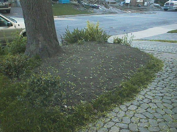 Lawn be gone! Hello sandy, meadow soil! And Norway maple roots?! Look at all those maple keys.