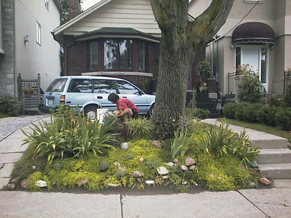 Sedums and hens & chicks had spread on the slope. Exotic irises had not been removed yet. Ninebark cultivars had been installed. Work started on infilling plants in the lawn.