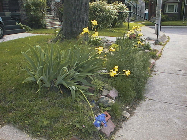 Before: All manner of debris, including aggregate roadkill had been incorporated into stabilizing the slope of the front garden (June 2004).