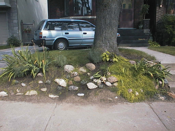 After: Most of the extraneous hardscape, weeds, including grasses were removed. Irises and Asian lilies remained for the moment.