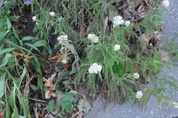 Common yarrow (Achillea millefolium) before it started to disappear. It’s still barely hanging in.