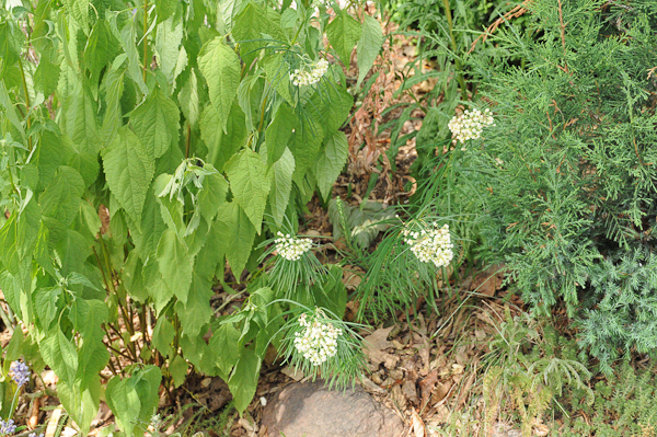 Another drought tolerant plant, whorled milkweed (Asclepias verticillata) pokes out from behind bully false sunflower (left).