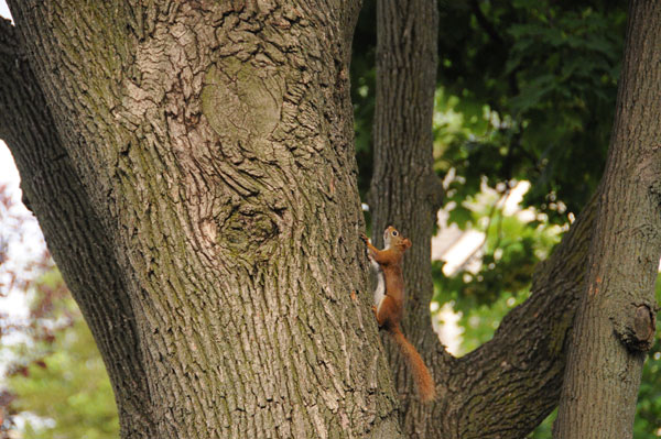 Up the tree! (Red Squirrel, Tamiasciurus hudsonicus)