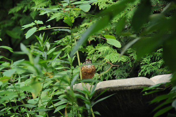 Is this young American Robin (Turdus migratorius) a sitting duck?