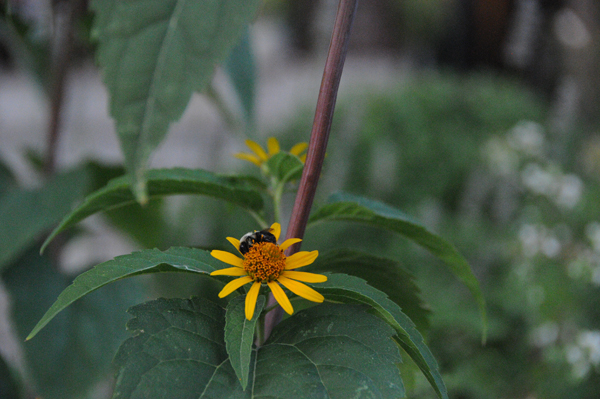 Bumble bee feasting on smooth oxeye (note: main stem reddens in full sun or in the fall for half-sun situations like this).