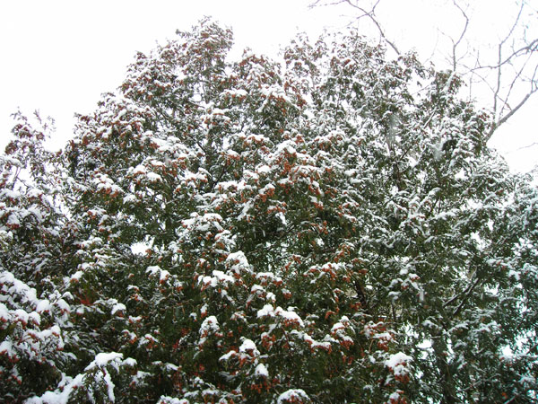Heavy cone crop on east side cedars.