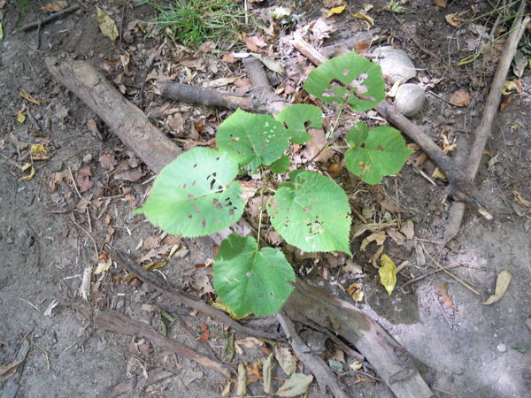 My dream tree… in about 40 years. Note the amount of damage due to herbivory.