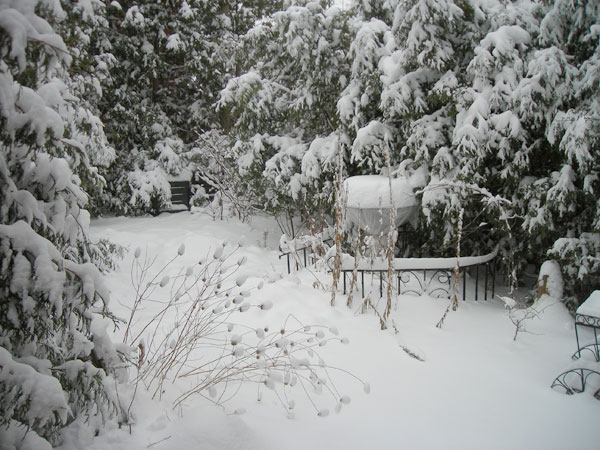 Branches burdened by wet snow. Spent flower heads of Wild bergamot (Monarda fistulosa) nod off.