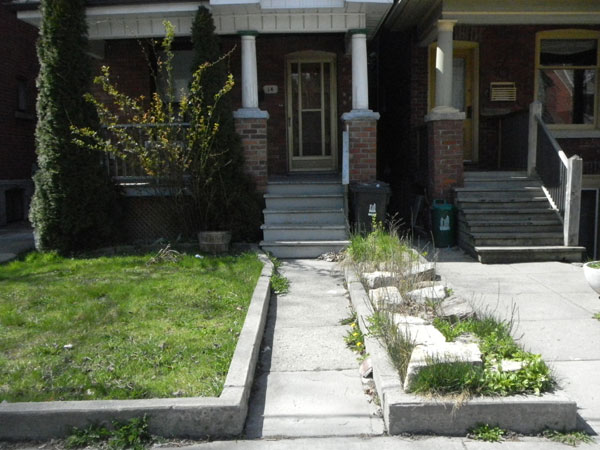 14 Salem Ave. was a sorry sight/site in April 2012: large blocks of limestone were dumped, covering most of the bed; horsetail disappeared except for a few sprigs and creeping bellflower was taking over what available space was left.