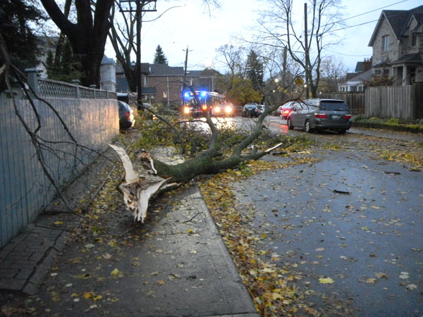 Norway maple branch down. The crime scene just over two years earlier Oct. 2012)