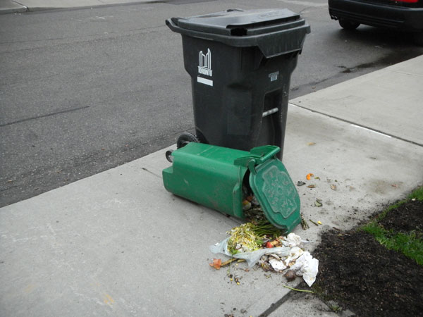 All in a night’s work. Another successful hit on a green bin by a raccoon.