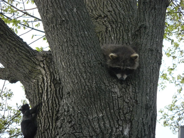 Raccoon (Procyon lotor) kit separated from mother is trying to sleep during the rush hour for squirrels.