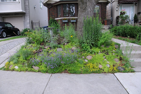 Finally, in 2008, the irises were gone! The original goldenrod at the base of the tree and NE aster started to spread. A relatively short aster, large-leaved aster, was planted at the base of the goldenrod and the basal leaves provided good ground cover.