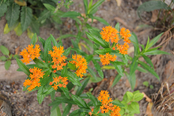 Butterfly milkweed (Asclepias tuberosa) growing slowly in partial shade and very dry conditions beside a moisture-sucking Norway maple (Acer platanoides) in decline.