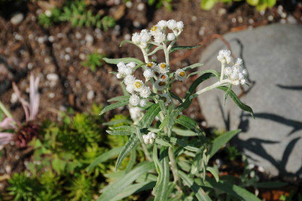 Pearly everlasting (Anaphalis margaritacea) didn’t have a chance.