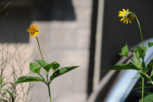 Rogue sunflowers: offspring from the original plantings join forces and conspire to take over (Heed the clues. Clue #1: they both should be facing the same way towards the sun. But note they are looking in different directions - a dead giveaway that they are plotting to move and take over).