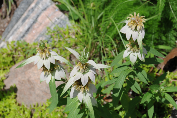 Spotted beebalm or horsemint (Monarda punctata) was crowded out.