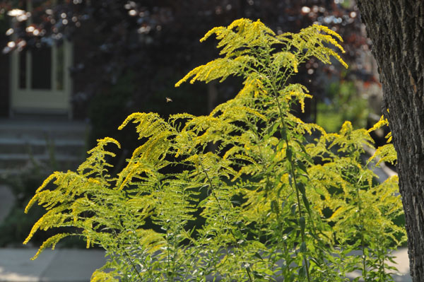 There’s gold in them thar fields! Goldenrod as a symbol of prosperity in the ecological sense.