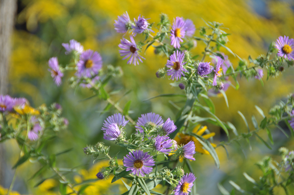 New England aster (Symphyotrichum novae-angliae).