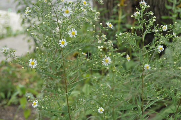 Panicled Aster (Symphyotrichum lanceolatum).
