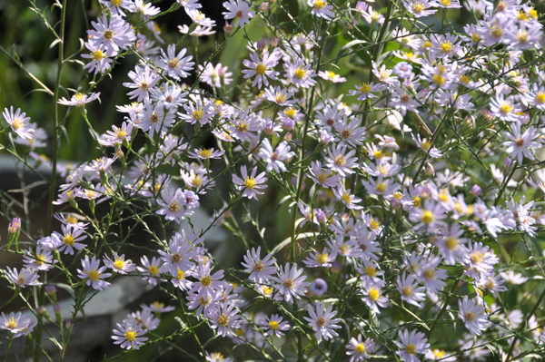 Sky Blue Aster (Symphyotrichum oolentangiense).