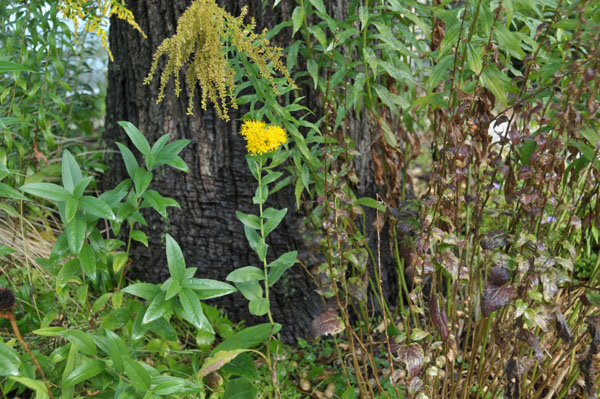 Stiff goldenrod (Solidago rigida). Goldenrod all the way but with a compact, sturdy stem and an upright dispostion.