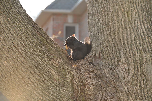 Melanistic eastern gray squirrel (Sciurus carolinensis) feeding on a handout.