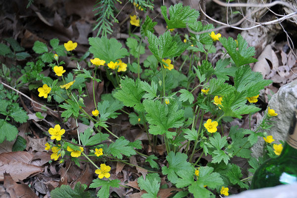 Don’t plant this! Non-native barren strawberry (Waldsteinia geoides)