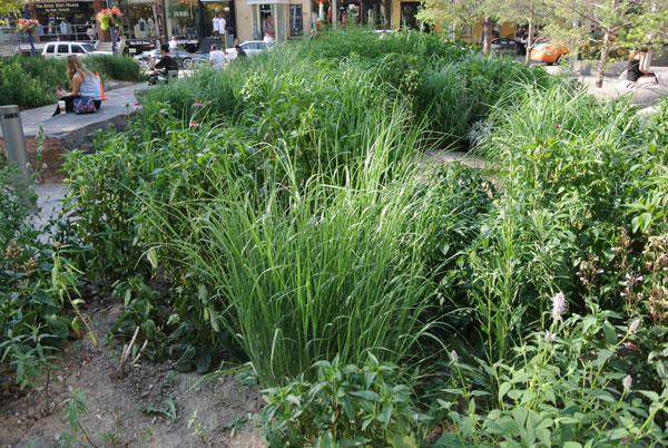 In October 2012 American Society of Landscape Architects (ASLA) bestowed its Landmark Award on The Village of Yorkville Park with its 11 sections, including the wildflower garden.
