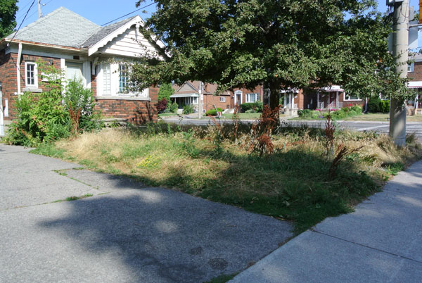 Neglected yard. Turf has gone into dormancy under the stress of drought in late summer – that is normal. Curled dock has already flowered. The problem is overgrown lawn.