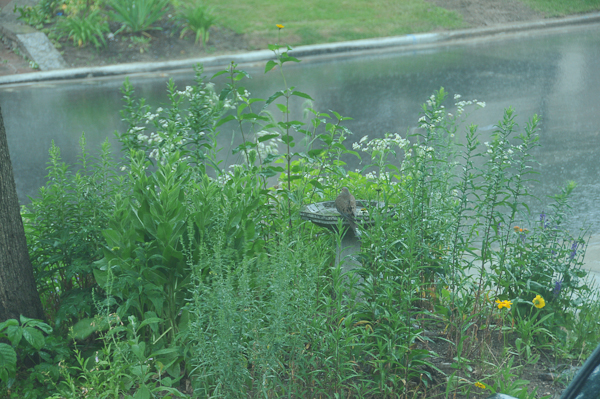 Not cat food! Mourning Dove (Zenaida macroura) resting on birdbath in the rain.