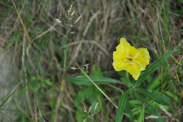 One of the small, evening primroses (Oenothera sp.) works well on a boulevard slope. Part sun and very dry soil.
