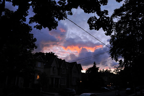 Low hanging Norway maple leaves and the nearby beech canopy bask in the glow of the sunset.