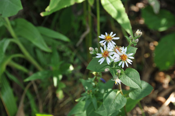 Large-leaved Aster (Eurybia macrophylla).