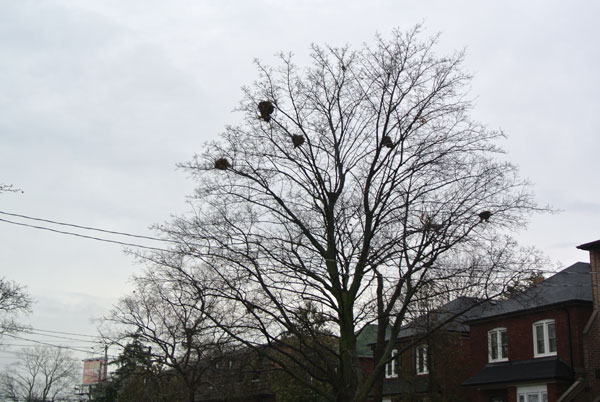 Gray squirrel condo. Plentiful food and fewer mature trees available result in higher density of drays.