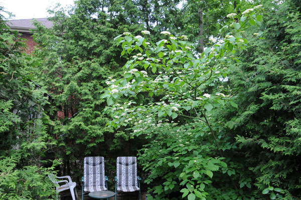 Perching posts for humans sheltered by overhanging cedars. Pass the browse.