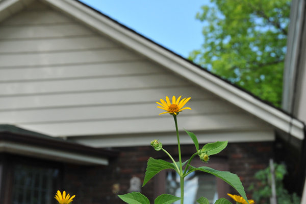 No, they are not quite as tall as a house, but they sure like to reach high for the sky.